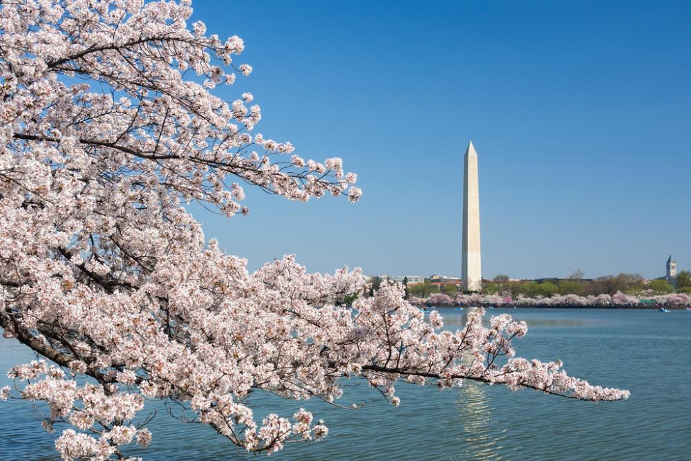 Washington with cherry blossom